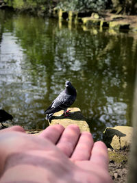 Cropped image of hand feeding bird in lake