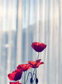 Close-up of red poppy flower