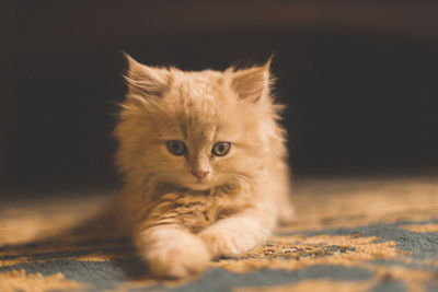 Close-up portrait of cat