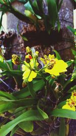 Close-up of yellow flowering plant