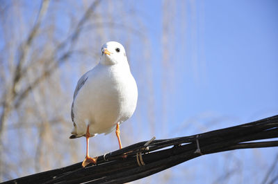 Low angle view of seagull perching on pole against sky