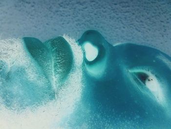 Close-up of jellyfish swimming in sea