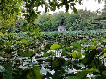 Water lilies and leaves floating on lake