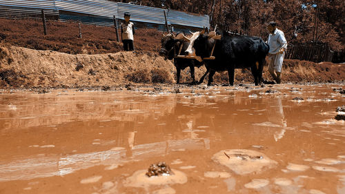 Horses standing in water