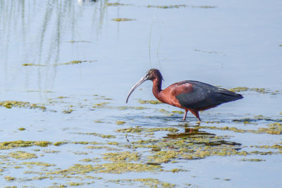 Close-up of duck in lake