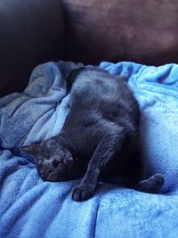 Close-up of cat sleeping on bed