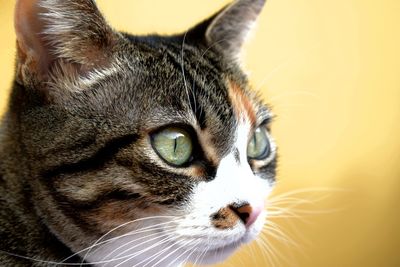 Close-up portrait of a cat