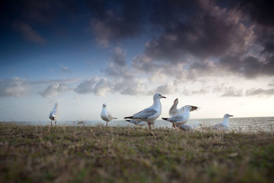 Seagulls on beach against sky