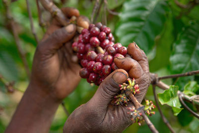 Cropped hand of woman holding blackberries