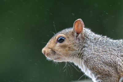 Profile of a uk rodent grey squirrel, sciurus carolinensis in the rain.