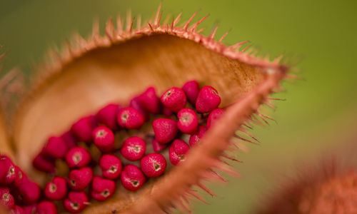 Close-up of berries on plant