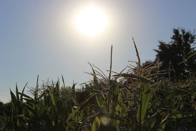 Scenic view of field against clear sky