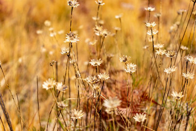 Close-up of yellow flowering plants on field