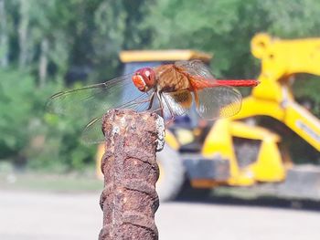 Close-up of dragonfly on tree trunk