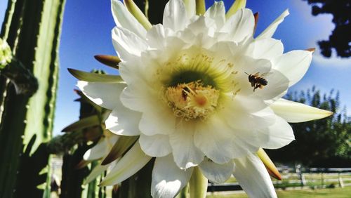 Close-up of white flower growing outdoors