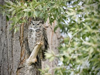 Squirrel on tree trunk