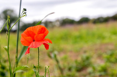 Close-up of red poppy flower on field