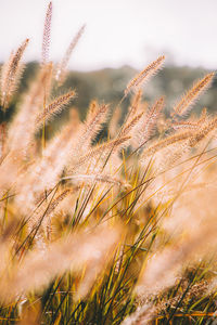Close-up of stalks in field against sky