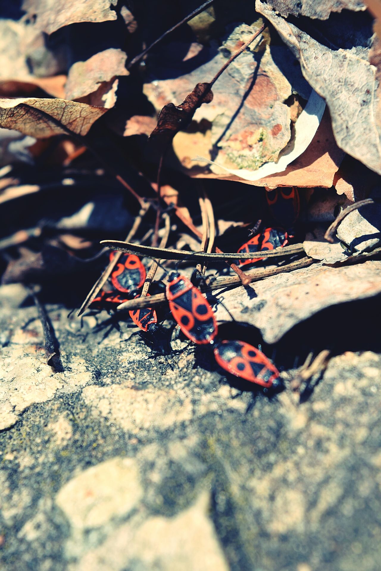 Red bugs