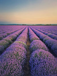 Scenic view of field against sky during sunset