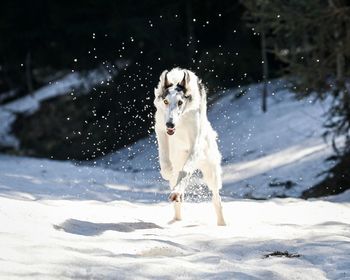 Dogs running on snow covered field