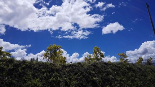 Low angle view of trees against blue sky