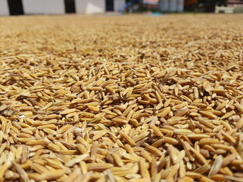 Close-up of wheat