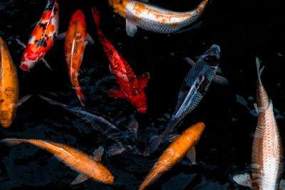 View of koi carps swimming in sea