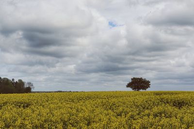 Scenic view of field against cloudy sky