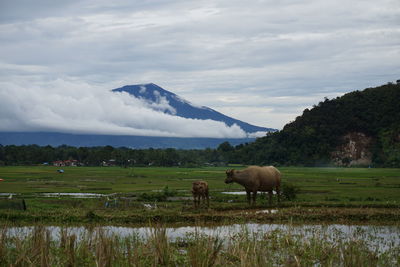 Cattle grazing on field against sky