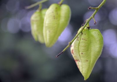 Close-up of fruit on plant