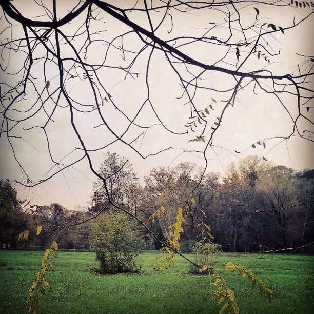 tree, field, grass, bare tree, branch, tranquility, landscape, tranquil scene, nature, growth, beauty in nature, scenics, clear sky, grassy, green color, sky, rural scene, day, outdoors