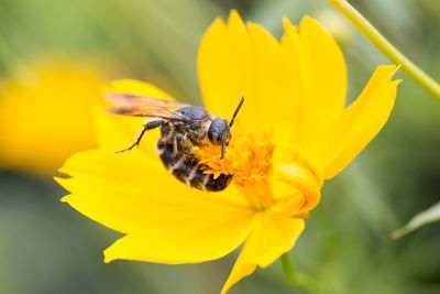 Close-up of bee pollinating on yellow flower