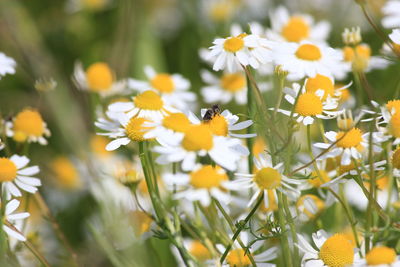 Close-up of yellow flowers blooming outdoors