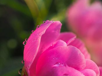 Close-up of wet pink flower blooming outdoors