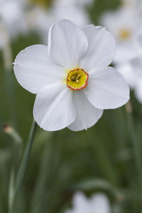 Close-up of white flowering plant