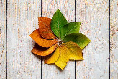 High angle view of maple leaves on table