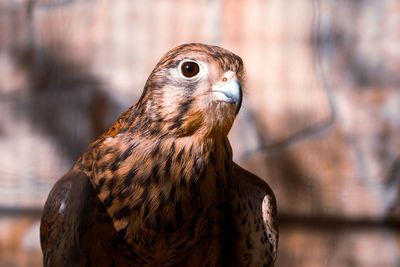 Close-up of a bird