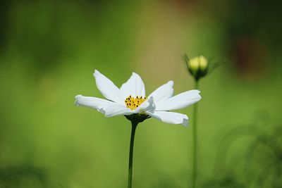 Close-up of white flowering plant