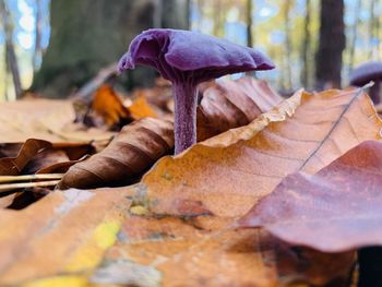 Close-up of mushroom on dry leaves