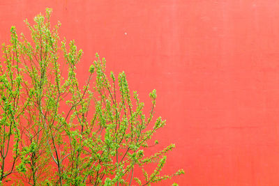 Close-up of flower tree against orange sky