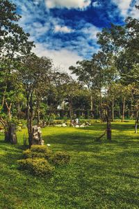 Trees in park