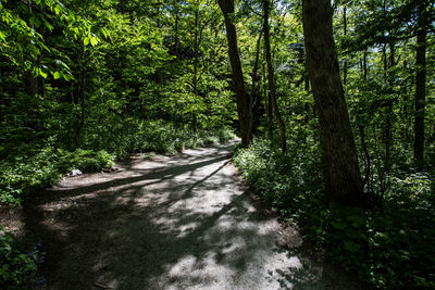 Trail amidst trees in forest