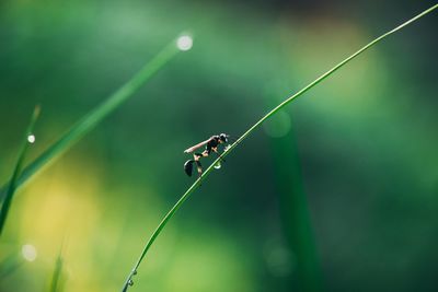 Close-up of insect on plant