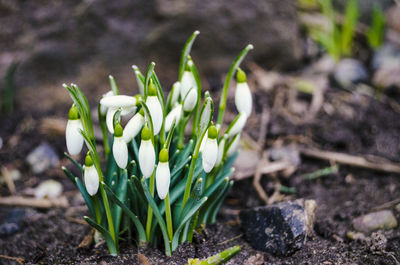 Close-up of white flowers growing in field
