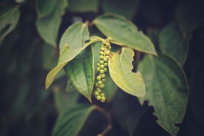 Close-up of fresh green leaf