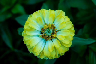 Close-up of yellow flowering plant, zinnia elegans, has beautiful gradation color of yellow-white