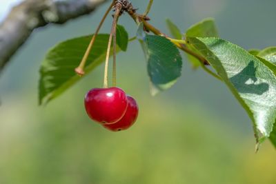 Close-up of strawberry hanging on plant