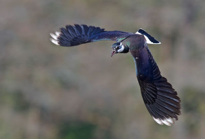 Close-up of northern lapwing flying