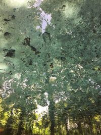 Plant growing on tree trunk